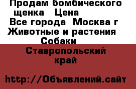 Продам бомбического щенка › Цена ­ 30 000 - Все города, Москва г. Животные и растения » Собаки   . Ставропольский край